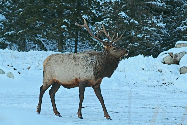 Deer on snow covered land