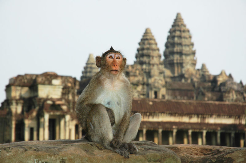 Monkey on temple against building against clear sky