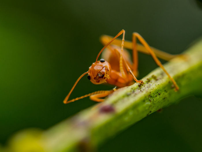 Close-up of ant on stem