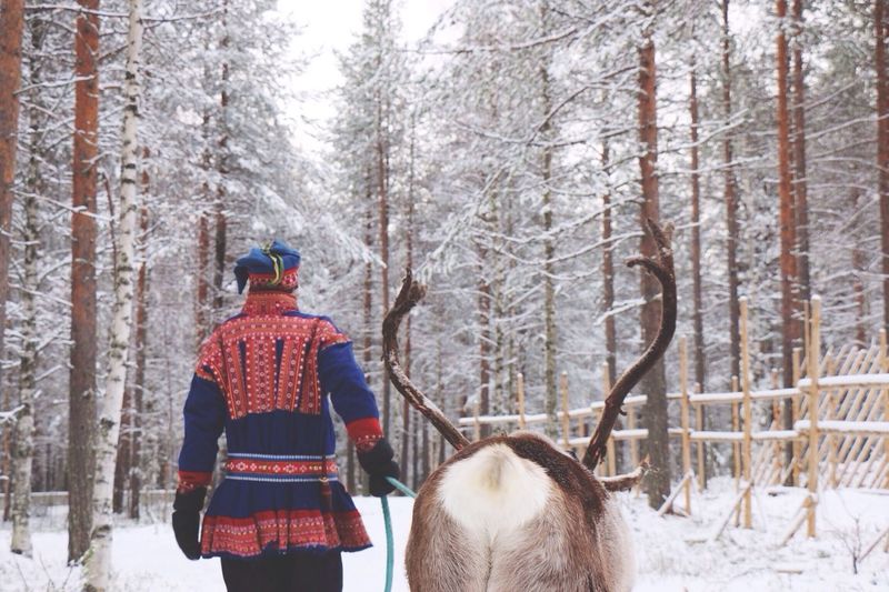 Rear view of herder with reindeer in forest during winter
