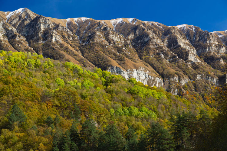 Mountains and autumn forest. scenic view of trees and mountains against sky