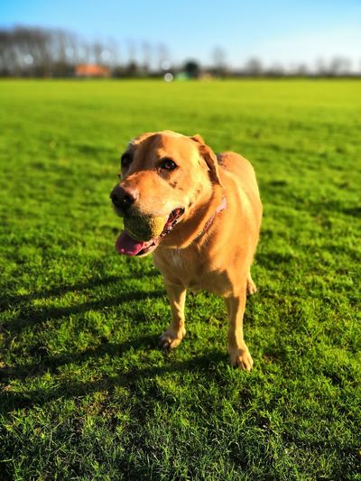 Dog on field