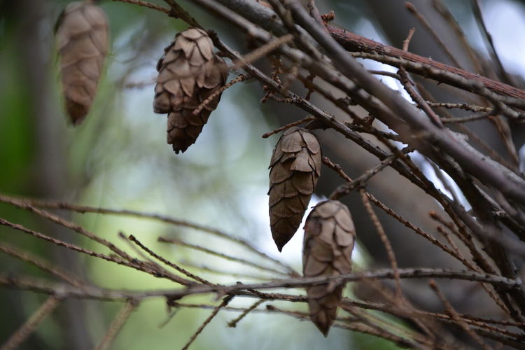 Close-up of leaves against blurred background