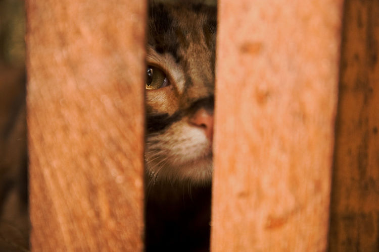 Close-up of portrait of cat seen through wooden fence