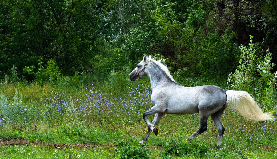 Horse running on grassy field against trees
