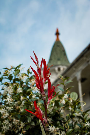 Close-up of red flowering plant against building