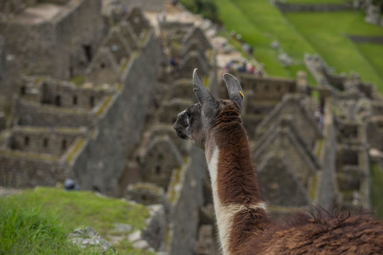 Close-up of alpaca