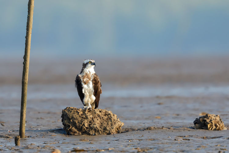 An osprey perched on a rock