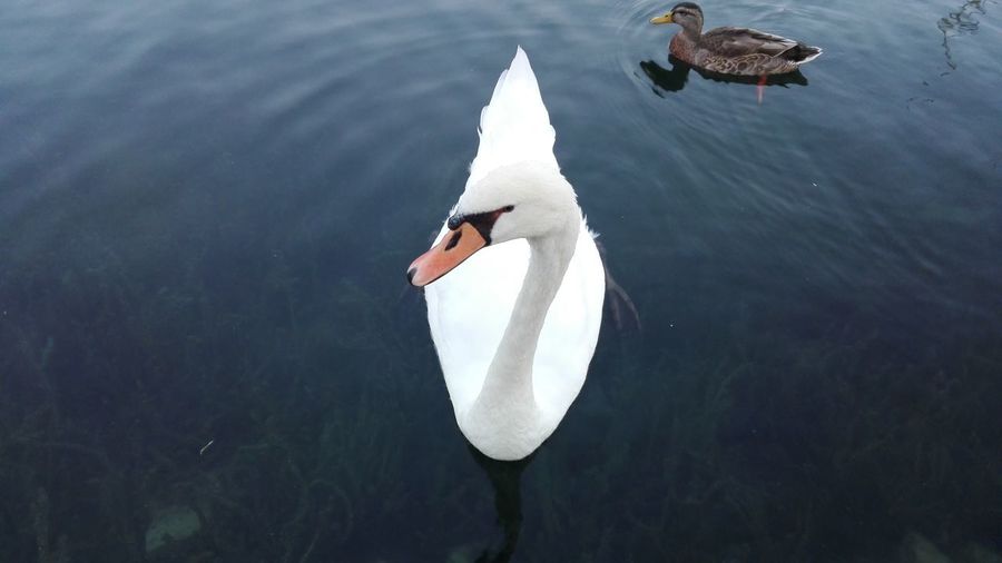 High angle view of mute swan and duck swimming in lake