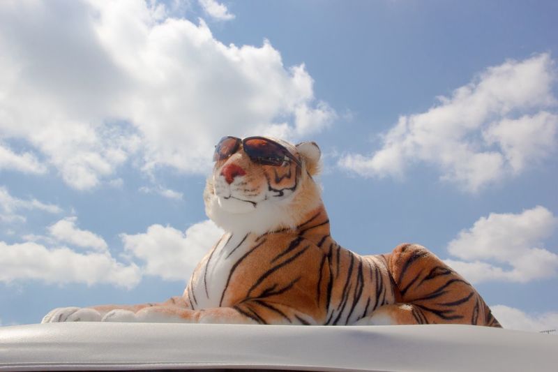 Stuffed tiger with sunglasses against sky during sunny day