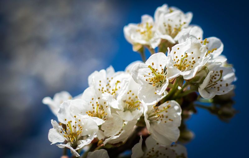 Close-up of white cherry blossoms branch 