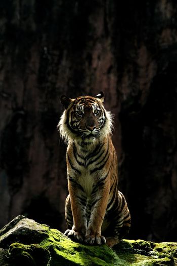 Portrait of tiger sitting on rock