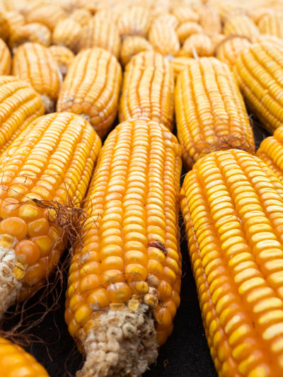 High angle view of corn
