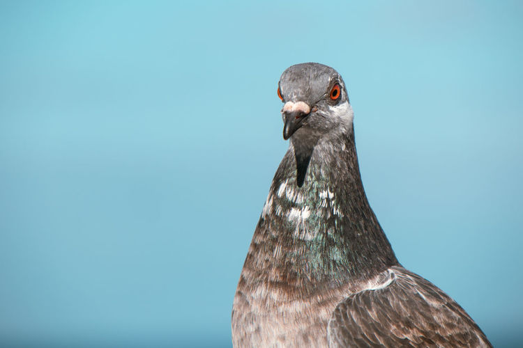 Close-up of a bird against clear blue sky