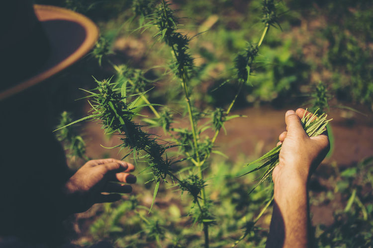 Close-up of hand holding plant