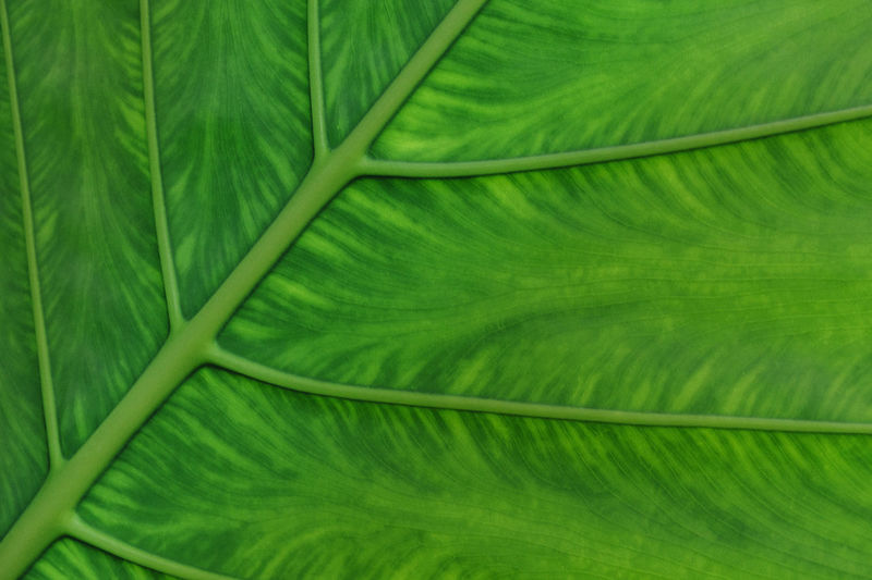 Green leaf texture background for design
