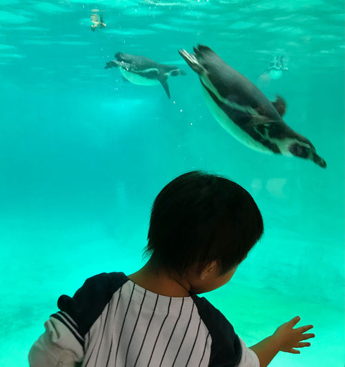Girl looking penguins swimming