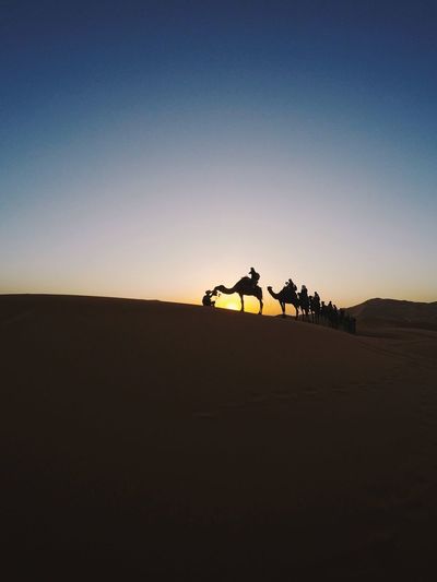 Silhouette camel train at desert against clear sky during sunset