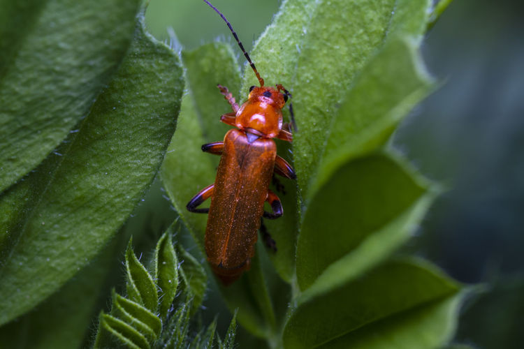 Close-up of tiny brown beetle on leaf
