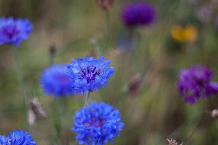 Close-up of purple flowers blooming