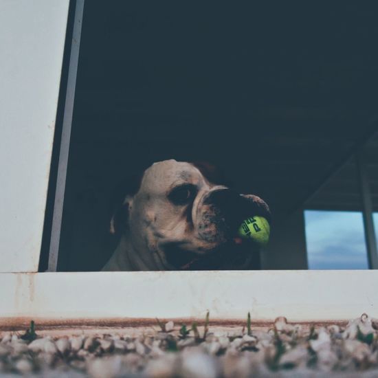 Low angle view of dog holding ball at window