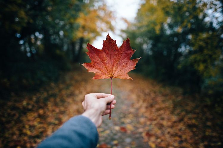 Cropped hand of person holding autumn leaf against trees