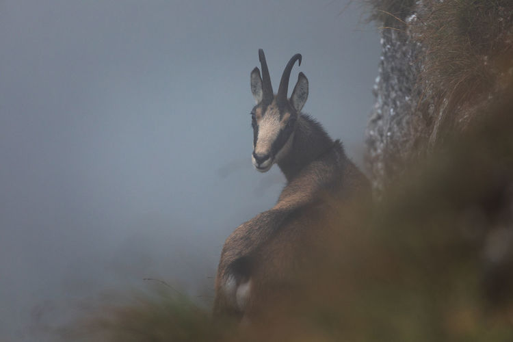 Wild chamois from ceahlau mountains, romania. wildlife photography.