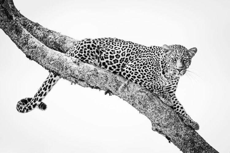 Mono leopard lies on branch looking right
