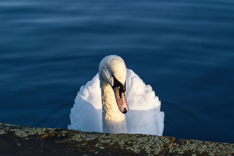 Sunlight on the swan