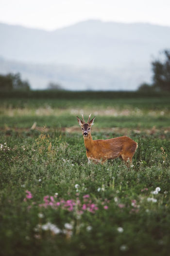 Portrait of a roe deer in field