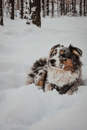 Dog on snow covered land