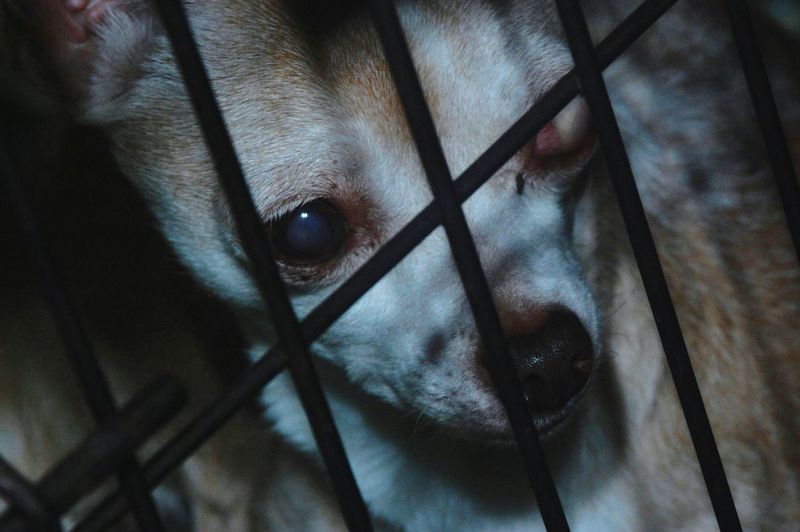Close-up of blind chihuahua in cage