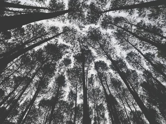Low angle view of trees in forest