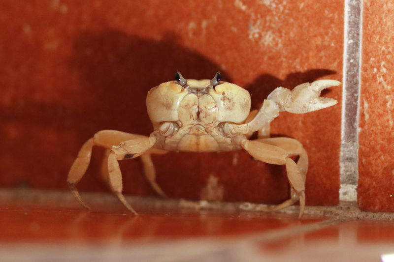 Close-up of animal skull
