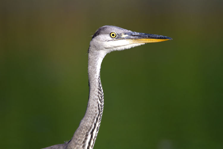 Portrait of the young grey heron
