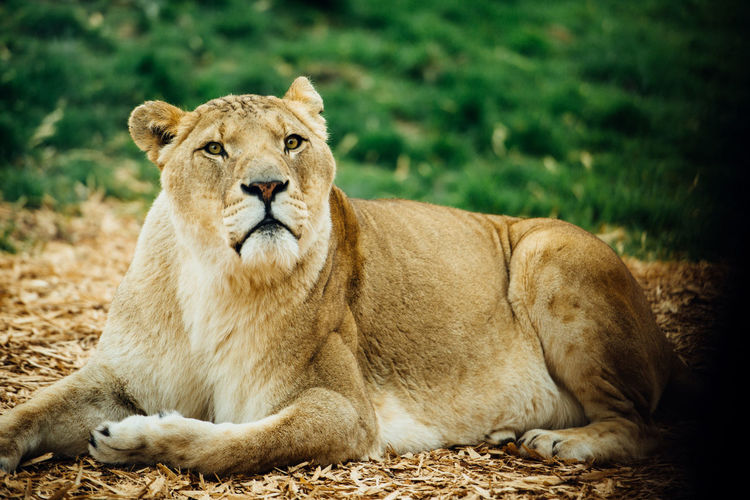 Portrait of lioness relaxing on field