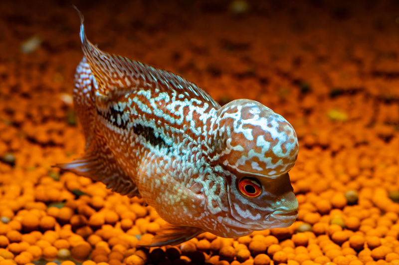 Close-up of fish swimming in sea