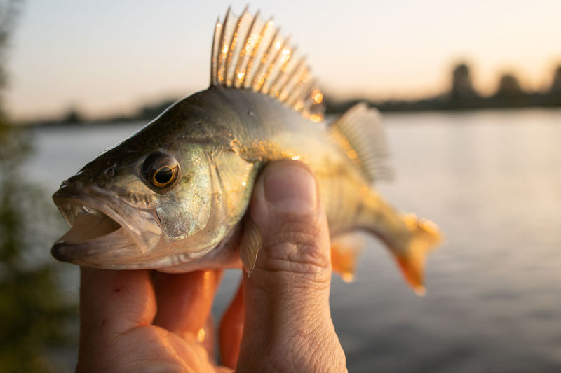 Close-up of hand holding perch fish