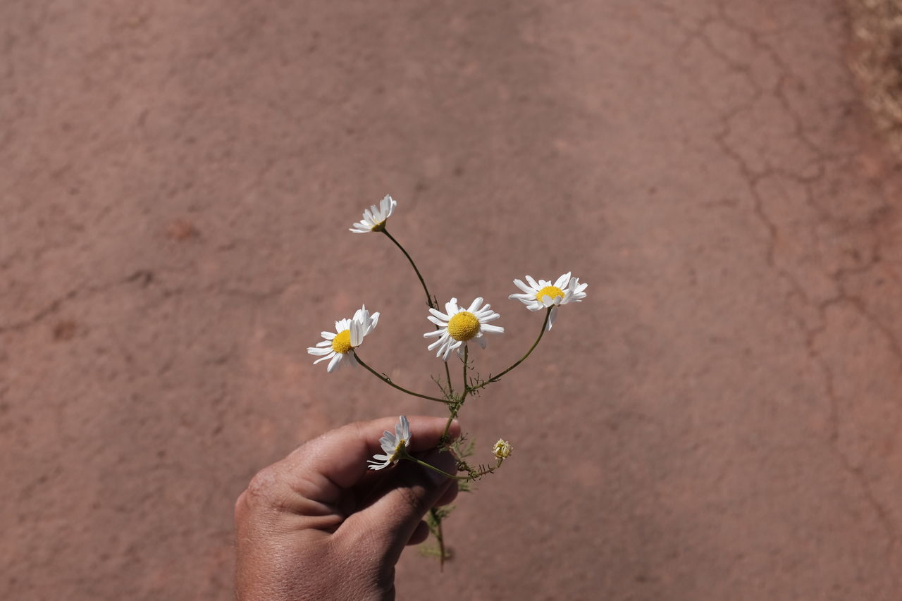 Page 2 of Daisy pictures | Curated Photography on EyeEm