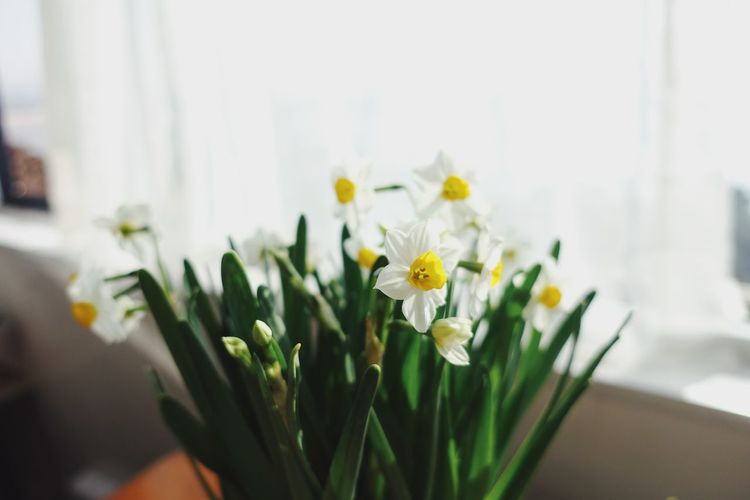 Close-up of white flowering plant