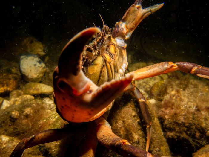 A close-up picture of a crab