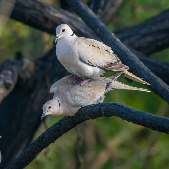 Close-up of pigeon perching on branch