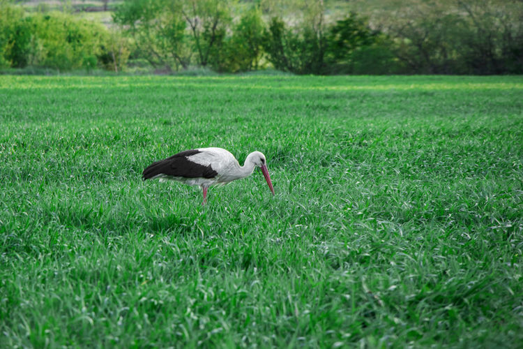 Duck on a field