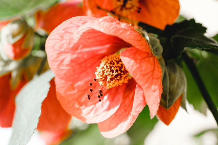 Close-up of orange hibiscus blooming outdoors