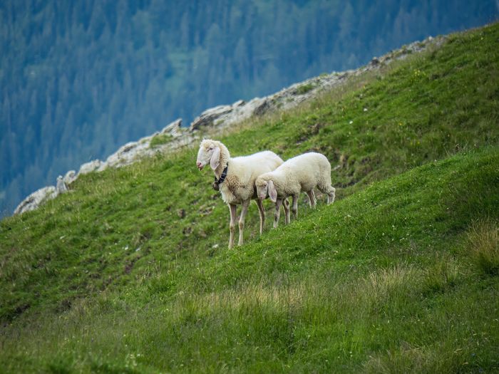 Mother sheep and lamb child on a mountainside pasture open air natural sustainable farming