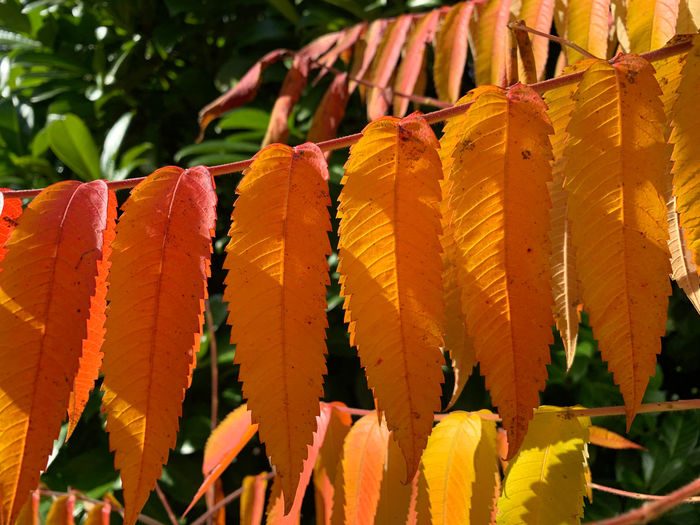 Close-up of yellow leaves hanging on plant