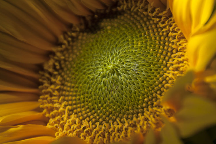 Full frame shot of fresh yellow flower