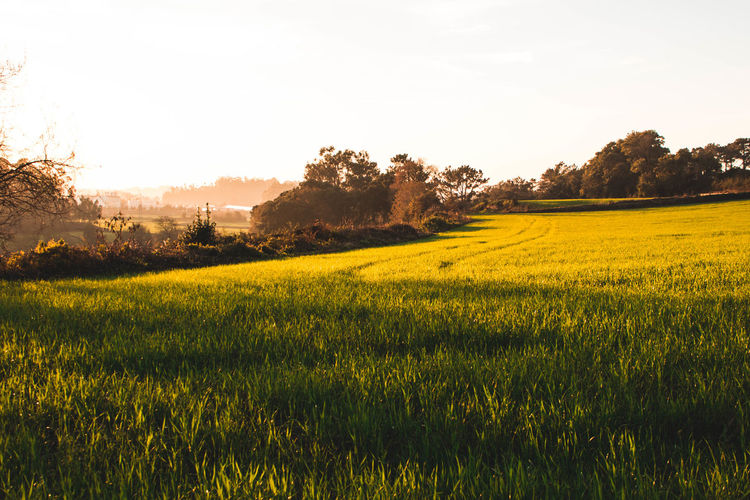 Scenic view of field against sky