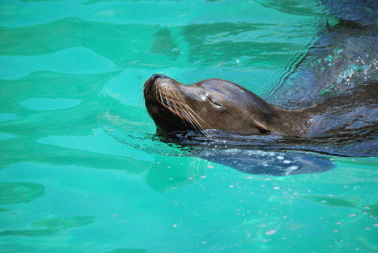 Sea lion swimming in sea