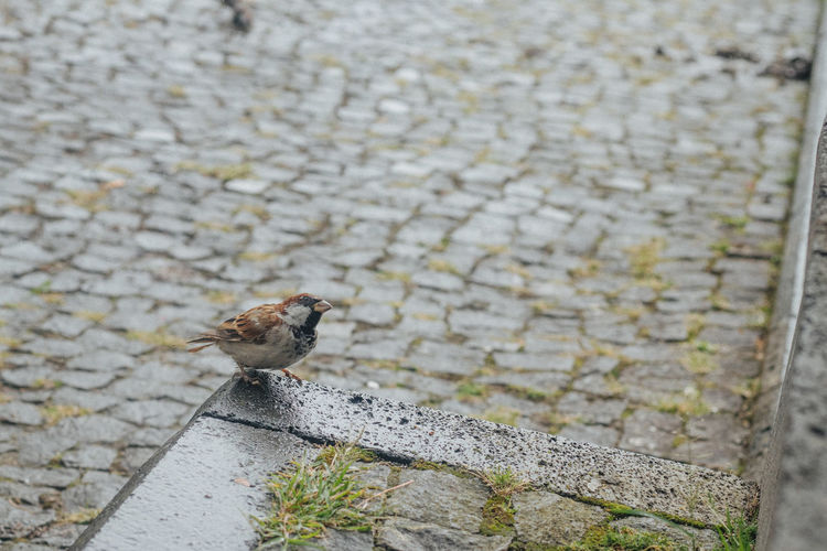 High angle view of bird perching on footpath